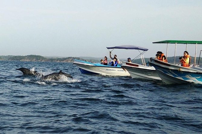 Whale & Dolphin Watching Trincomalee - The 5:45 AM pickup from Trincomalee or Nilaveli