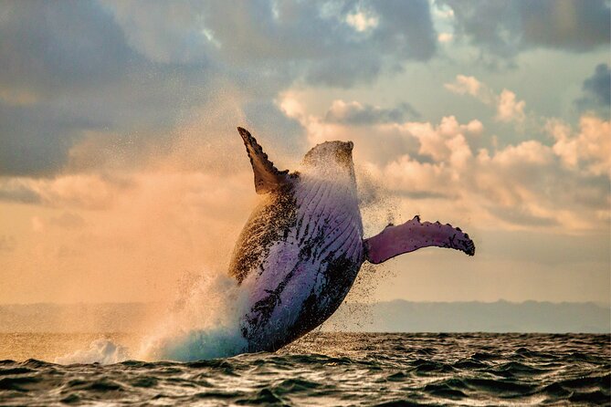 Whale & Dolphin Watching, Turtle Snorkeling - Whale watching with no guaranteed sighting