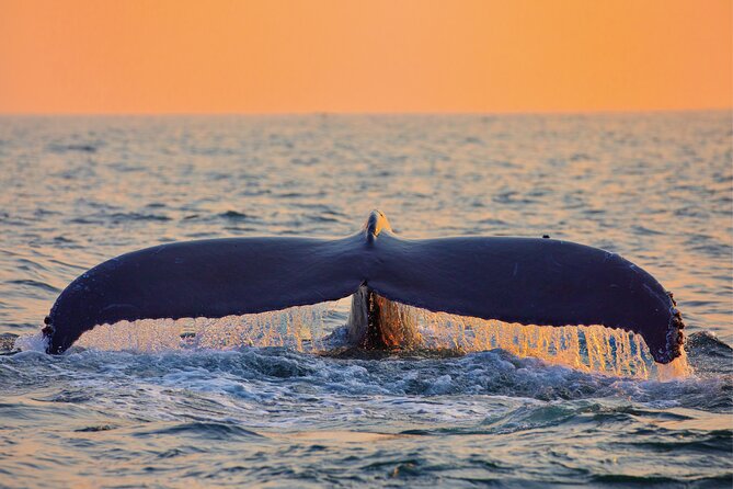 Whale & Dolphin Watching, Turtle Snorkeling - Pickup from Waikiki and the hidden time cost