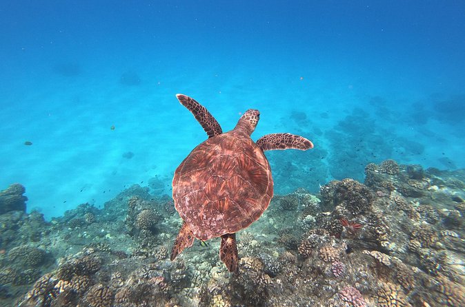 Whale & Dolphin Watching, Turtle Snorkeling - Food, equipment, and what to bring