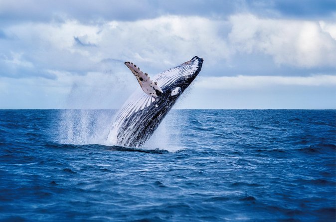 Whale & Dolphin Watching, Turtle Snorkeling - Is the $166.49 price fair?