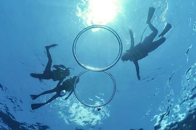 Whale & Dolphin Watching, Turtle Snorkeling - Spinner dolphins and the chance of a close encounter