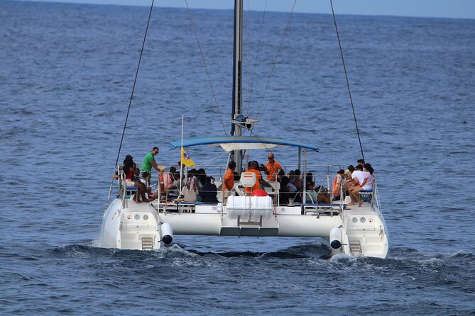 Whale & Dolphin Watching With Mustcat Virgin Coast Trip On a Large Catamaran - Setting out from Tenerife’s south coast
