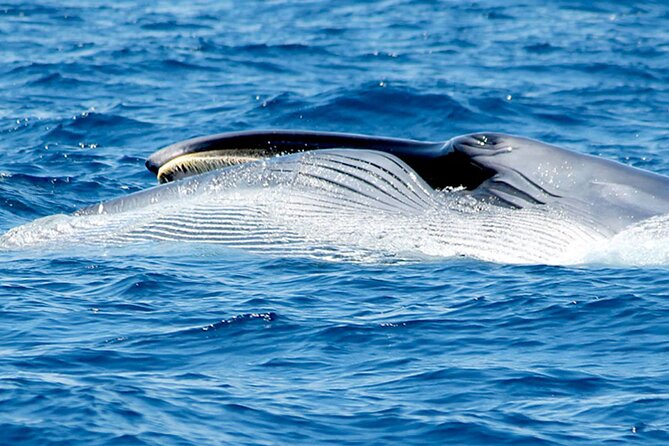 Whale & Dolphin Watching With Mustcat Virgin Coast Trip On a Large Catamaran - Anchoring near a bay or Palm Mar cave