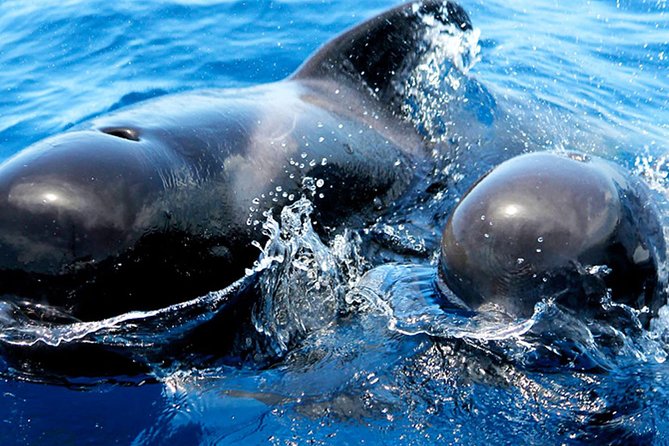 Whale & Dolphin Watching With Mustcat Virgin Coast Trip On a Large Catamaran - Practical details that can affect your choice