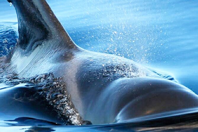 Whale & Dolphin Watching With Mustcat Virgin Coast Trip On a Large Catamaran - Is $58.17 a fair price?