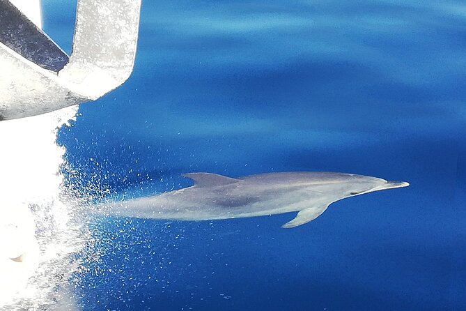 Whale & Dolphin Watching With Mustcat Virgin Coast Trip On a Large Catamaran - Food, drinks, and the value of the open bar
