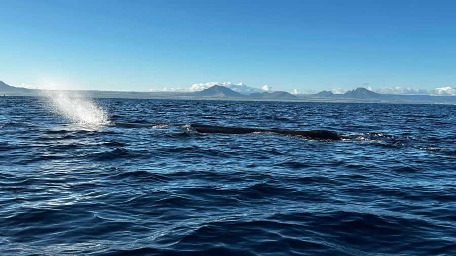 Whale & Dolphins Swimming - Private Speedboat Exclusive Tour - Key points to know before booking