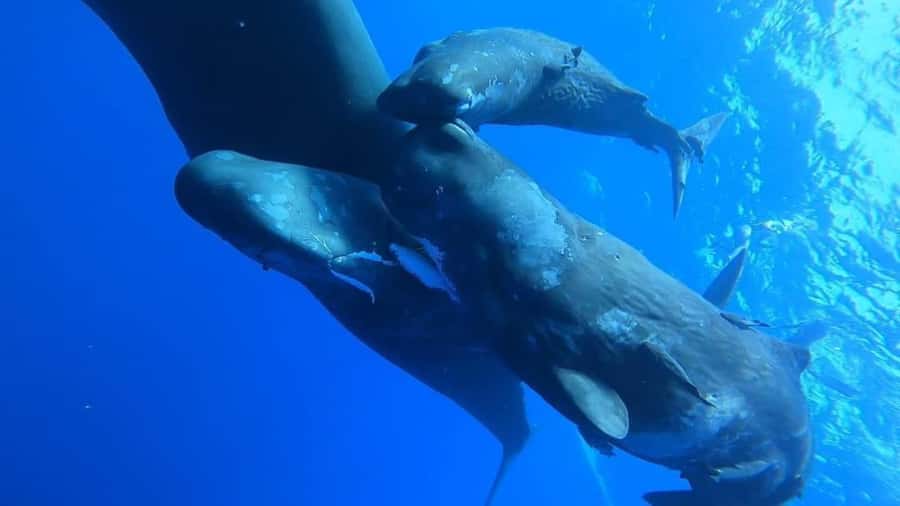 Whale & Dolphins Swimming - Private Speedboat Exclusive Tour - A private start on Mauritius waters