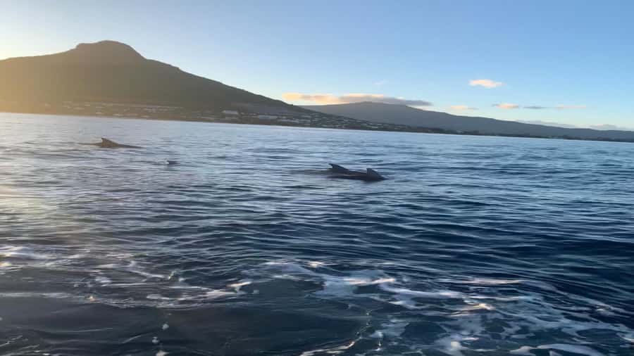 Whale & Dolphins Swimming - Private Speedboat Exclusive Tour - What the dolphin swim may feel like