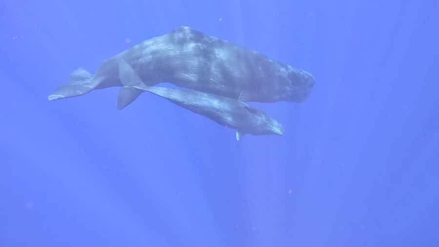 Whale & Dolphins Swimming - Private Speedboat Exclusive Tour - Looking for whales in the open sea