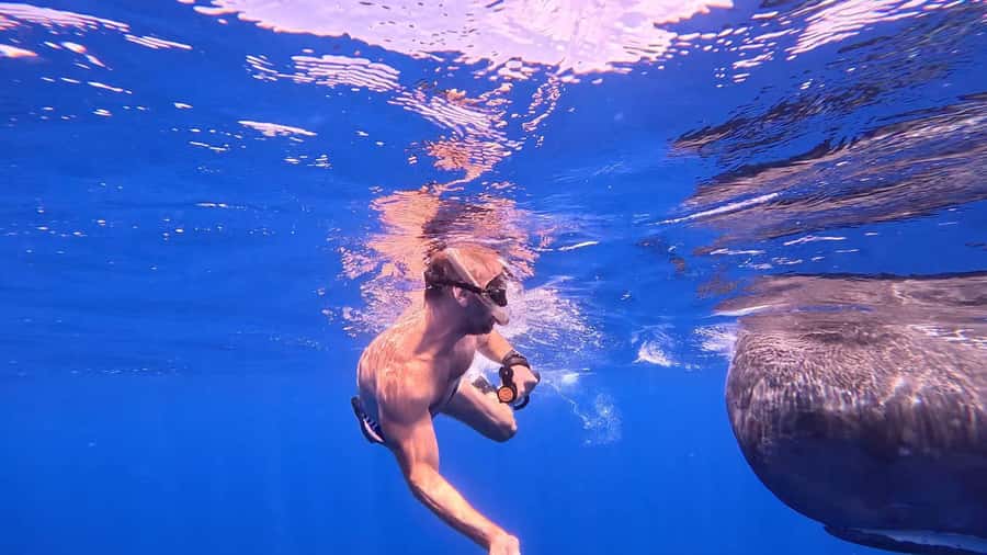 Whale & Dolphins Swimming - Private Speedboat Exclusive Tour - What to bring and what to confirm