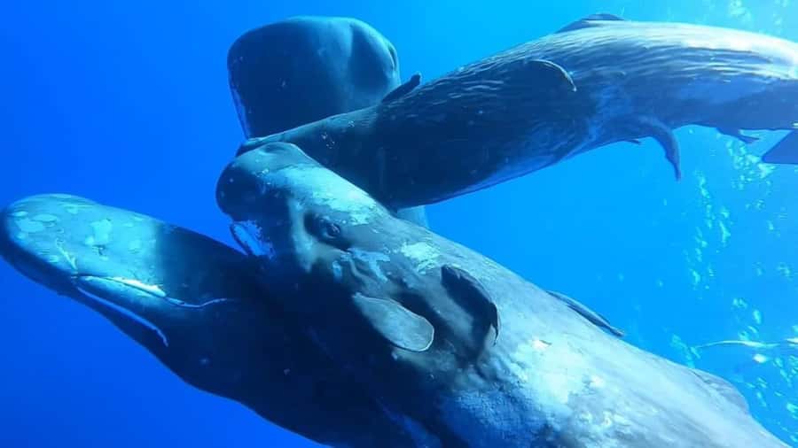Whale & Dolphins Swimming - Private Speedboat Exclusive Tour - The four-hour search for dolphins and whales