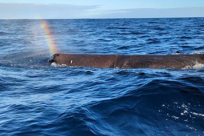 Whale Dream ltd - Whales watching and swim with dolphins - Key points before you book