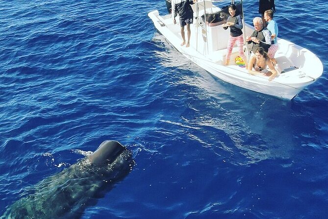 Whale Dream ltd - Whales watching and swim with dolphins - Snorkeling in the lagoon