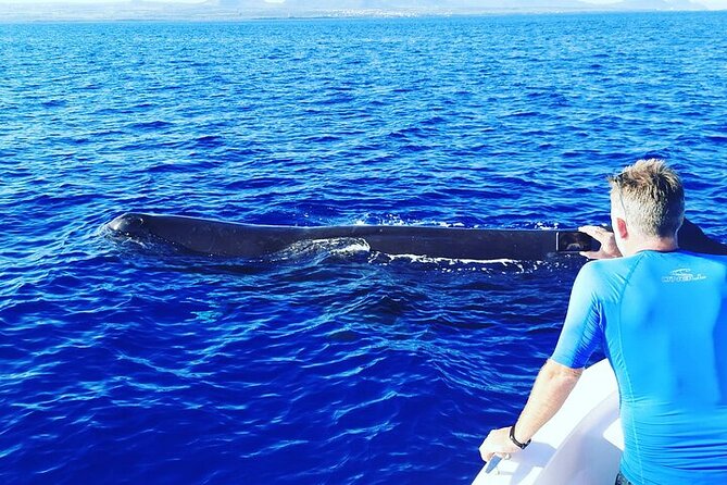 Whale Dream ltd - Whales watching and swim with dolphins - What the private price really buys you