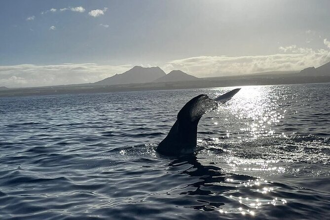Whale Dream ltd - Whales watching and swim with dolphins - Safety, comfort, and the hard parts of the morning