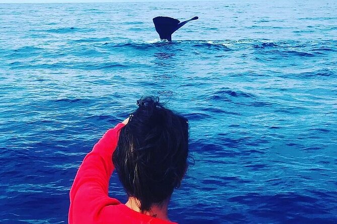 Whale Dream ltd - Whales watching and swim with dolphins - The search for sperm whales and other large cetaceans