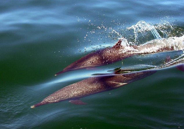 Whale Encounter Puerto Vallarta - Key points to know before booking