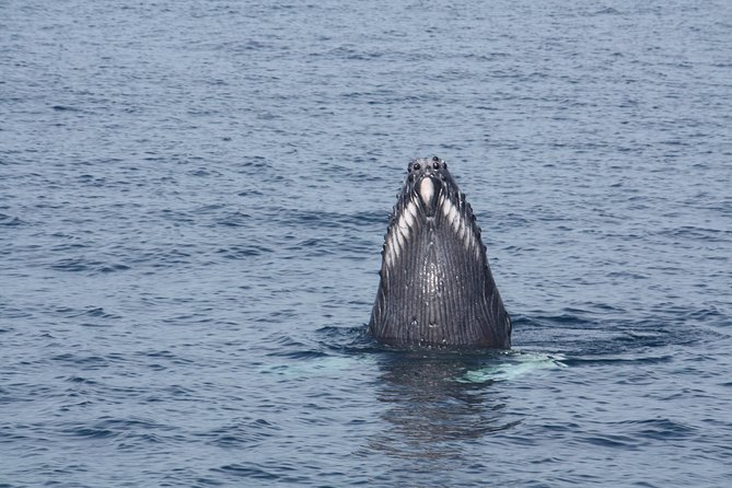 Whale Encounter Puerto Vallarta - What the guides add to the experience