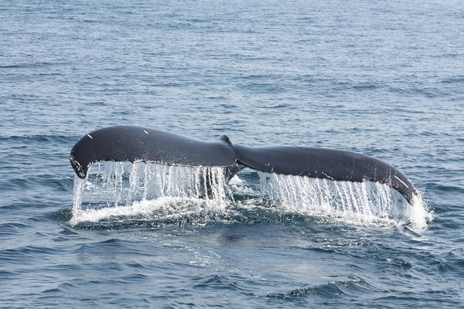 Whale Encounter Puerto Vallarta - Food, safety, and what to bring