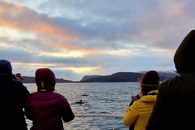 Whale Safari in Tromso - Key points to know before you book