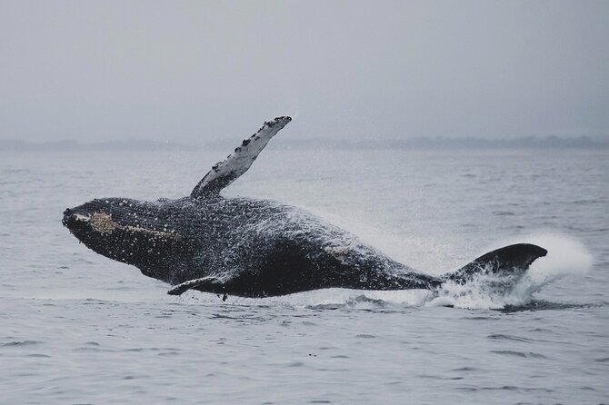Whale Safari in Tromso - The guides make the difference