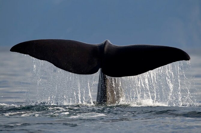 Whale Safari in Tromso - Orcas, humpbacks, and the waiting game