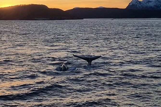 Whale Safari in Tromso - Price and value at $182