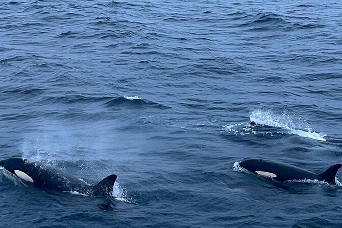 Whale Safari in Tromso - Who should book this excursion