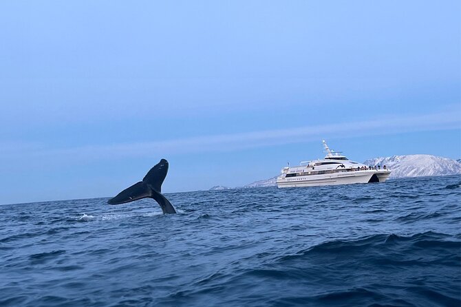 Whale Safari in Tromso - From Nerstranda to the open sea