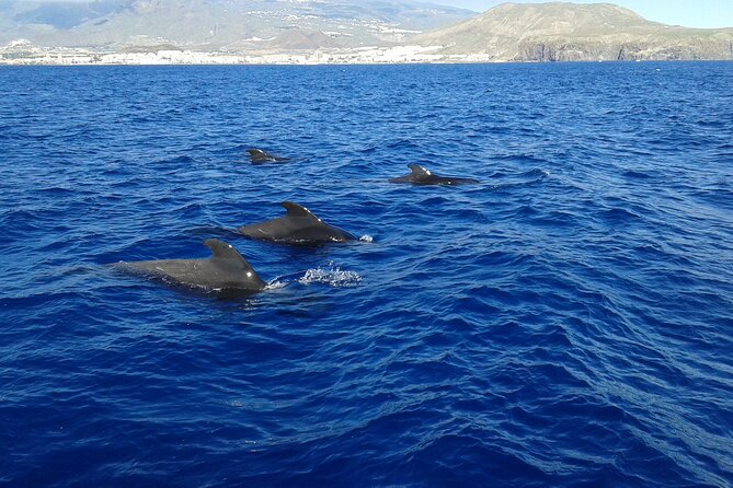 Whale Safari to Los Gigantes with pickup from North - What to expect from the whale and dolphin search