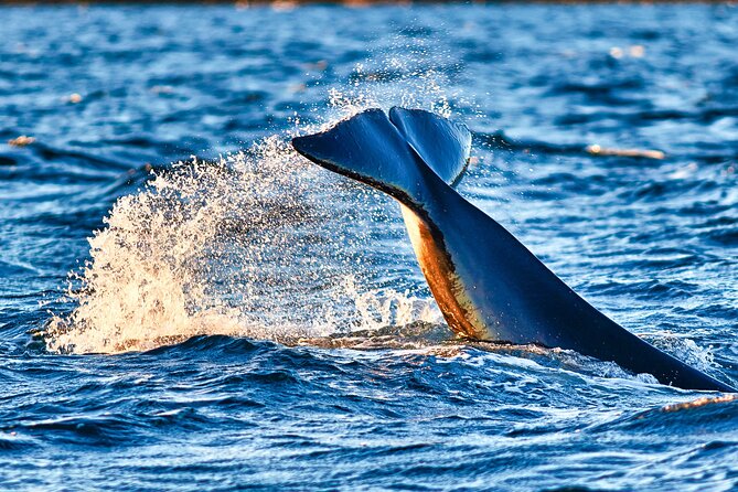 Whale safari with Puffins and Muffins (Andøy, Vesterålen) - What happens at Bleik Marina