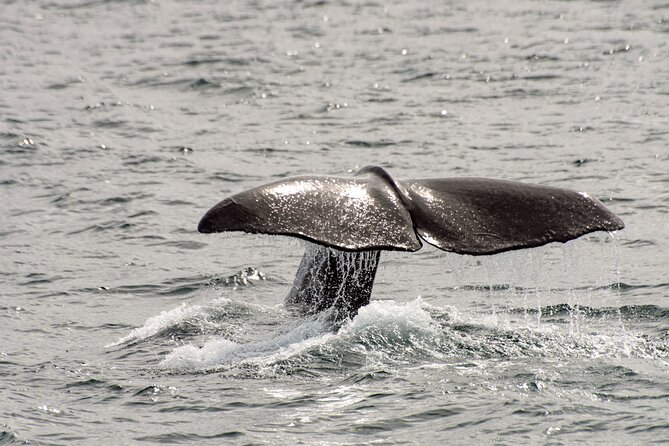 Whale safari with Puffins and Muffins (Andøy, Vesterålen) - Puffins add a second wildlife target