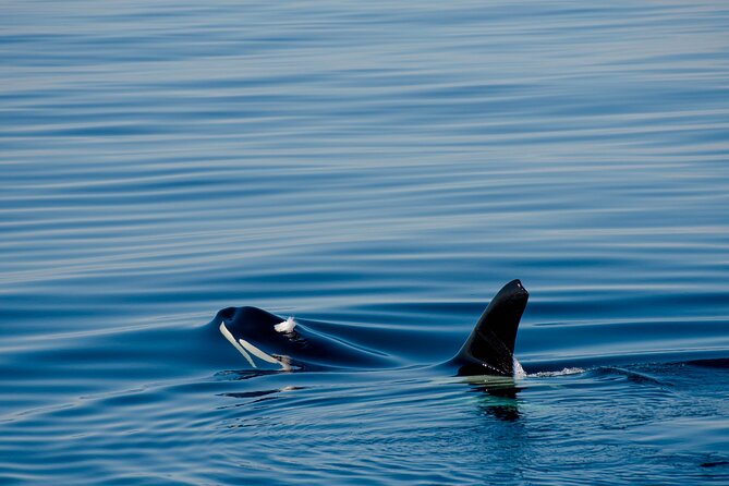 Whale safari with Puffins and Muffins (Andøy, Vesterålen) - The Midnight Sun changes the timing
