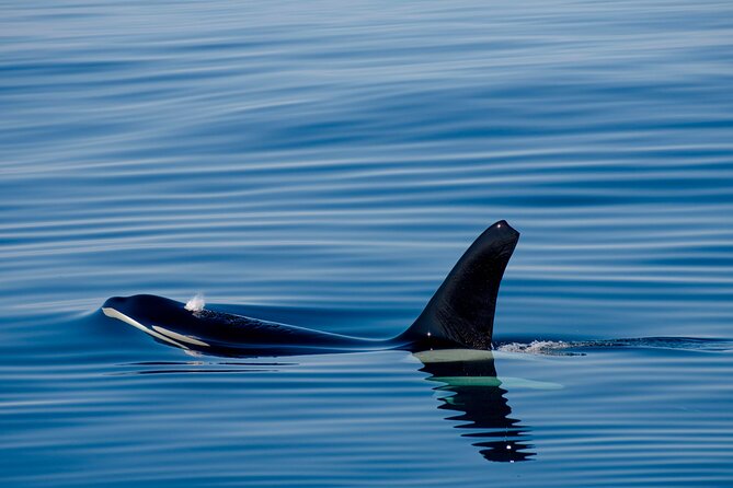 Whale safari with Puffins and Muffins (Andøy, Vesterålen) - Who will enjoy this boat ride?