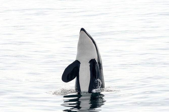 Whale safari with Puffins and Muffins (Andøy, Vesterålen) - Weather, cancellations, and planning advice
