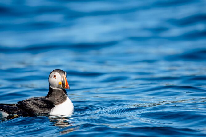 Whale safari with Puffins and Muffins (Andøy, Vesterålen) - Searching for whales in the canyon