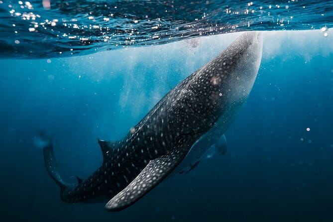 Whale Shark Adventure 2 Days 1 Night Sharing Trip - Key points at a glance
