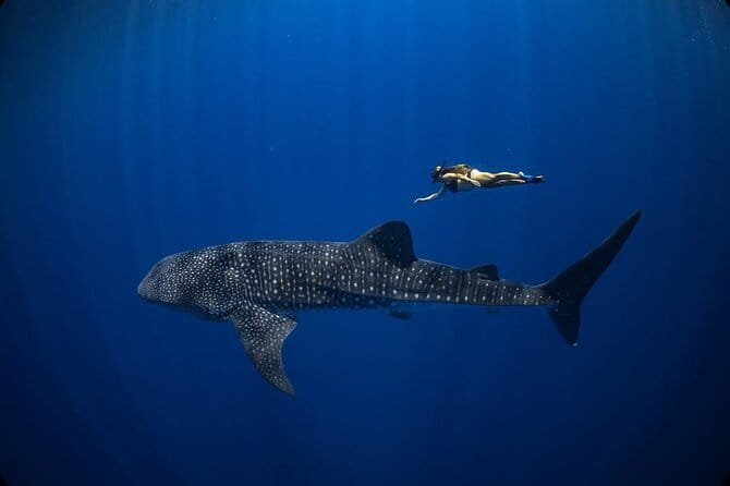 Whale Shark Adventure 2 Days 1 Night Sharing Trip - Why Saleh Bay makes this trip special