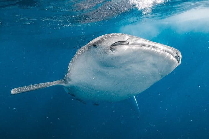 Whale Shark Adventure 2 Days 1 Night Sharing Trip - Day one: Mataram to Sumbawa Besar