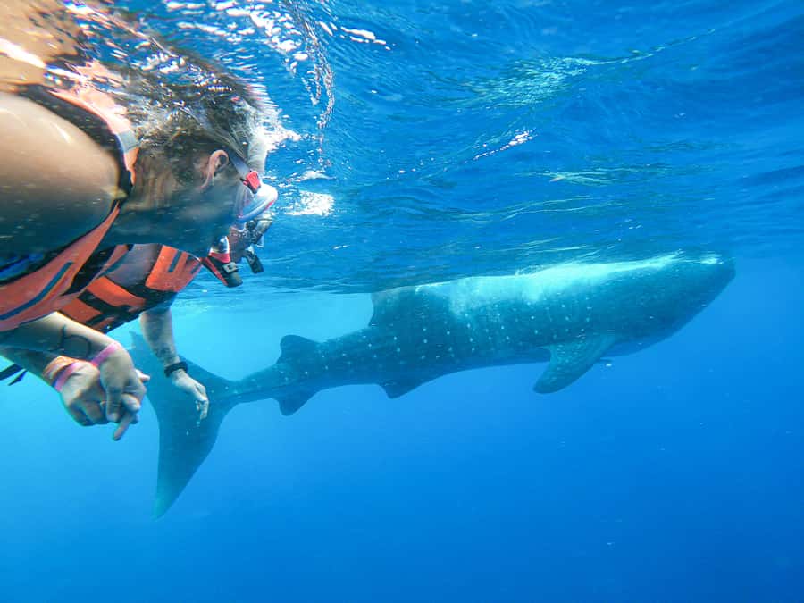 Whale Shark Adventure from Isla Mujeres - Key points to know before you book