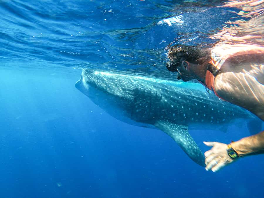 Whale Shark Adventure from Isla Mujeres - The snorkeling encounter