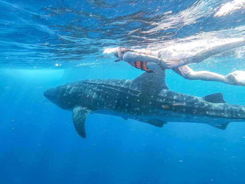 Whale Shark Adventure from Isla Mujeres - Food, drinks, and a day on the water