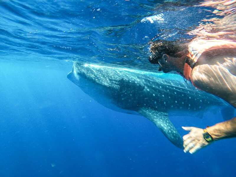 Whale Shark Adventure from Isla Mujeres - What the $176 price covers