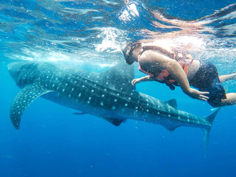Whale Shark Adventure from Isla Mujeres - Who should book this Isla Mujeres excursion