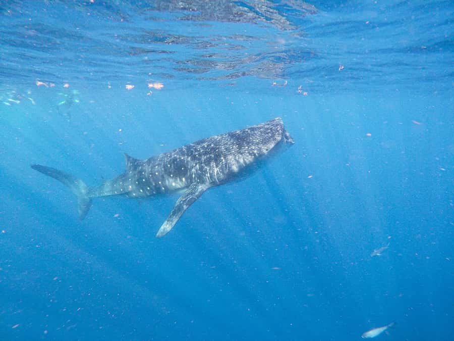 Whale Shark Adventure from Isla Mujeres - Is this whale shark tour worth booking?