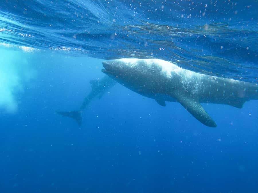 Whale Shark Adventure from Isla Mujeres - Searching for whale sharks in open water