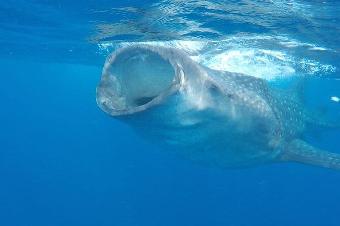 Whale Shark Adventure in Isla Mujeres and Cancun - Swimming with whale sharks near Isla Mujeres