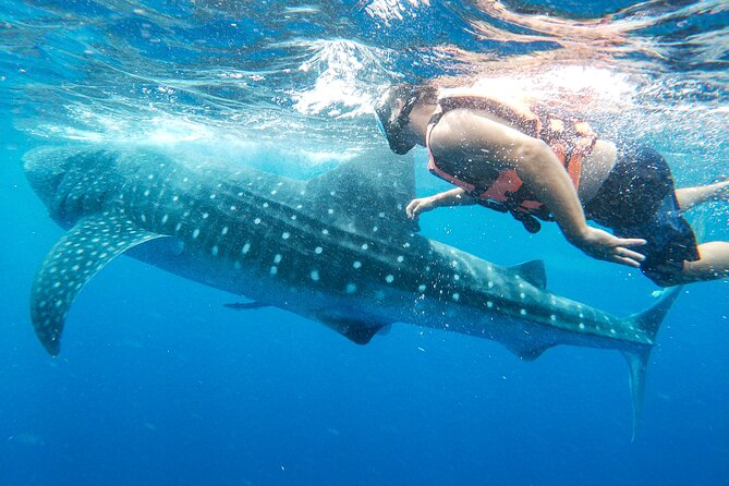 Whale Shark Adventure in Isla Mujeres and Cancun - Seasickness, sun, and physical demands